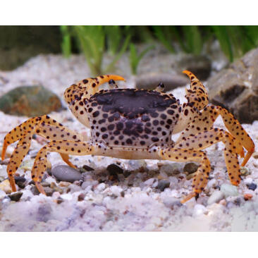 Краб Пантера (Parathelphusa рantherina)