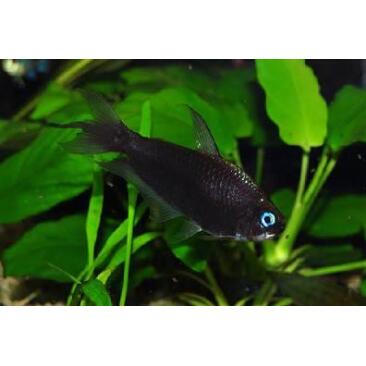 Тетра Пальмери черная (Nematobrycon palmeri var. Black)