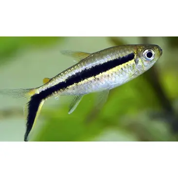 Тетра Пингвин (Thayeria boehlkei)