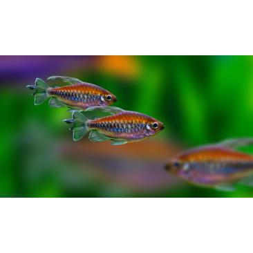 Тетра конго (Phenacogrammus interruptus)