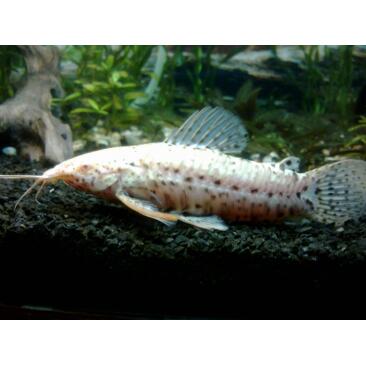 Сом Таракатум Альбинос (Hoplosternum thoracatum) 3-4см