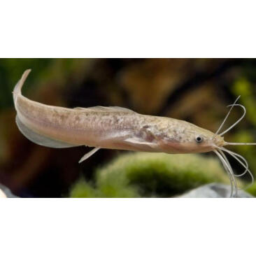 Сом Мешкожаберный (Heteropneustes fossilis) 12-15см