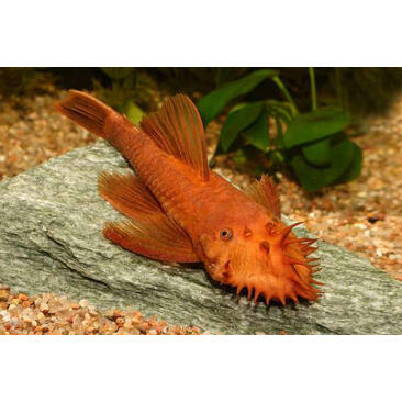 Сом Анциструс Рэд (Ancistrus dolichopterus)