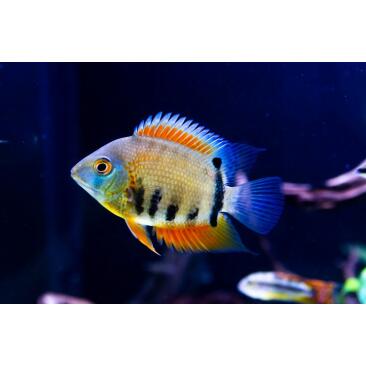 Северум Красноплечий (Heros severus)