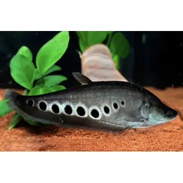 Рыба - Нож Индийский Глазчатый (Chitala ornata) 7см