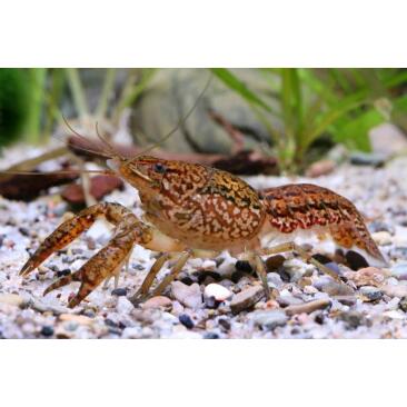 Рак мраморный (Procarambus virginalis)