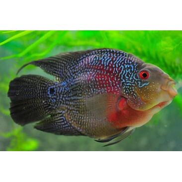 Попугай Брилиантовый