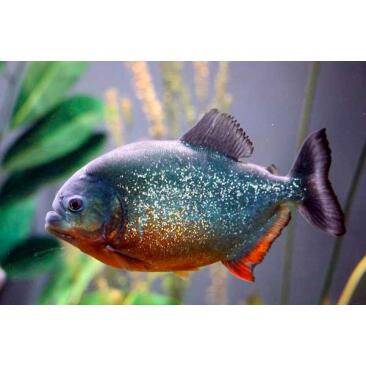 Пиранья Наттерера (Pygocentrus nattereri)