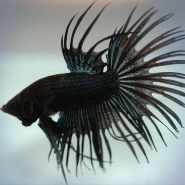 Петушок Черный (Black Crystal) 5-6см