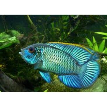 Наннакара бирюзовая (Andinoacara rivulatus) 1-2см