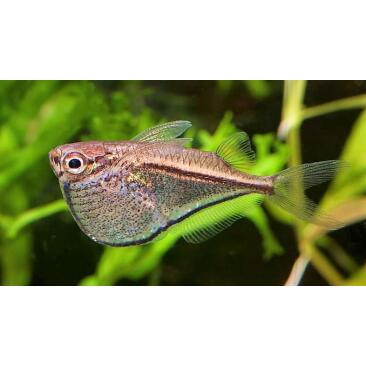 Клинобрюшка (Gasteropelecus)