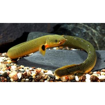 Каламоихт (Erpetoichthys calabaricus)