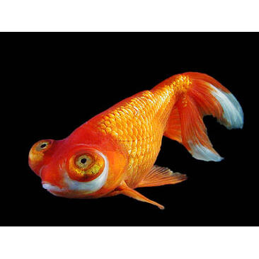 Золотая рыбка (Carassius auratus) Звездочет 5-6см