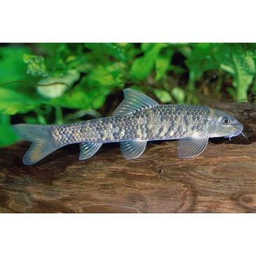 Гарра руфа (Garra rufa) 3-4см