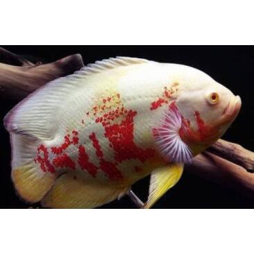 Астронотус (Astronotus) Тигровый Альбинос
