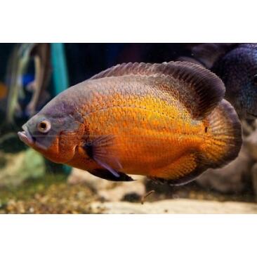 Астронотус (Astronotus) 1,5-2см