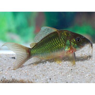 Сом Брохис изумрудный Corydoras splendens