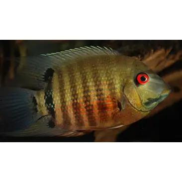 Северум (Heros severus)