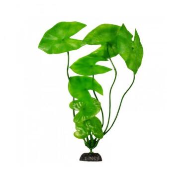 Plant Нимфея в Блистере 30см