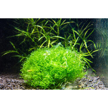 Растение аквариумное Риччия Флуитанс (Riccia fluitans)