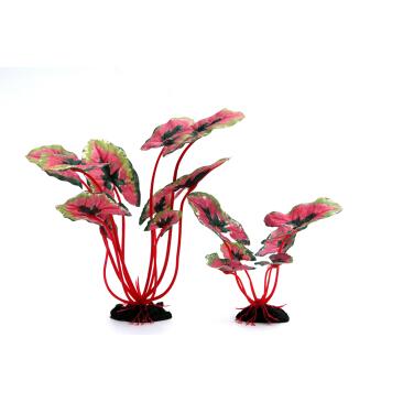 Растение аквариумное шелковое Сингониум подофиллум, 10см