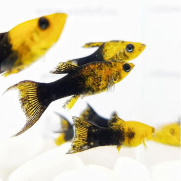 Моллинезия золотая черная лирохвостая (Poecilia sphenops Black) 2см