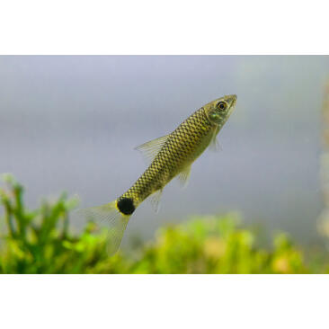 Водорослеед бородоед зеленый (Epalzeorhynchus Siamensis Siamese Flying Fox) 2-3см