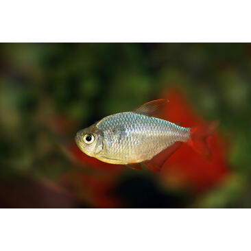 Тетра Колумбийская (Hyphessobrycon columbianus)
