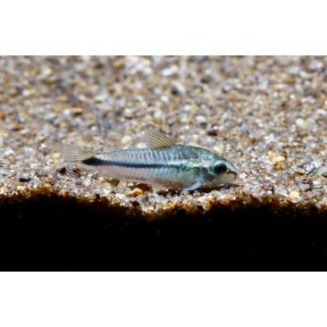 Сом Коридорас Пигмей (Corydoras pygmaeus)