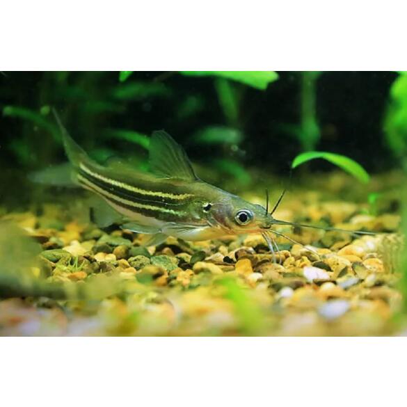 Мистус (Mystus vittatus)