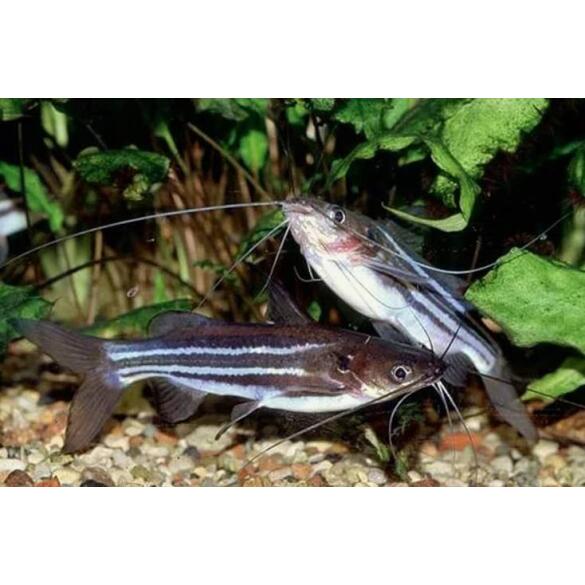 Мистус (Mystus vittatus)