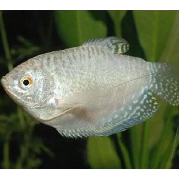 Гурами Перламутровый (Pearl Gourami)