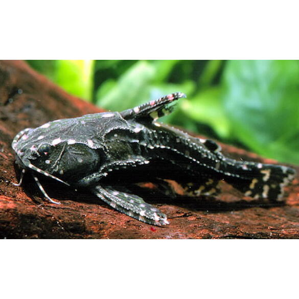 Сом Агамикс Звездчатый (Agamyxis albomaculatus) 6-8см