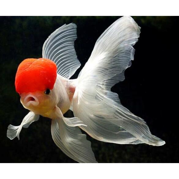 Золотая рыбка (Carassius auratus) Оранда 5-6см