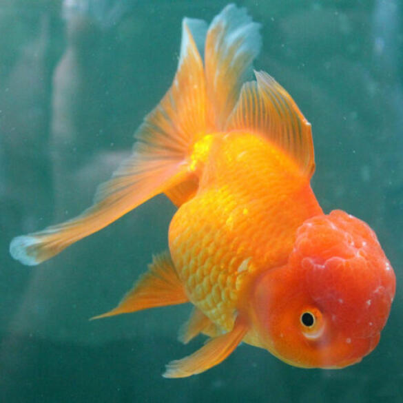 Золотая рыбка (Carassius auratus) Оранда 5-6см