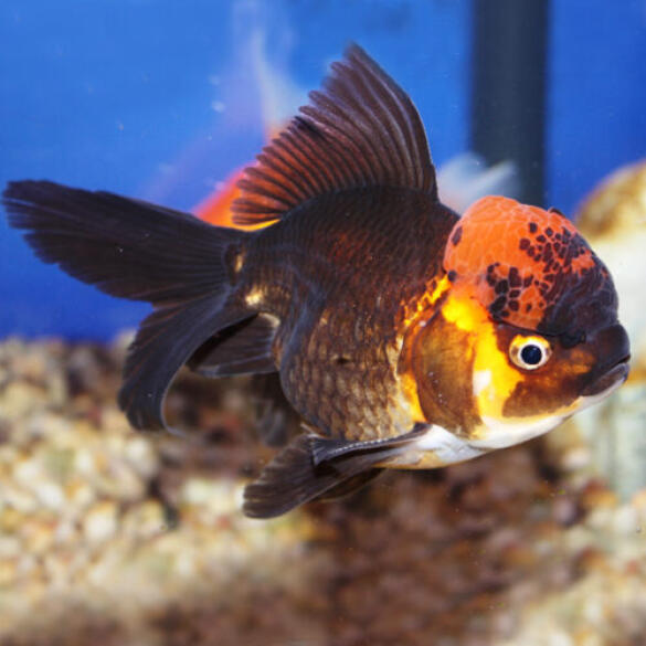 Золотая рыбка (Carassius auratus) Оранда 5-6см