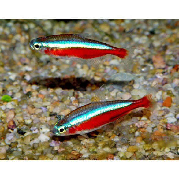 Неон Красный (Paracheirodon axelrodi)