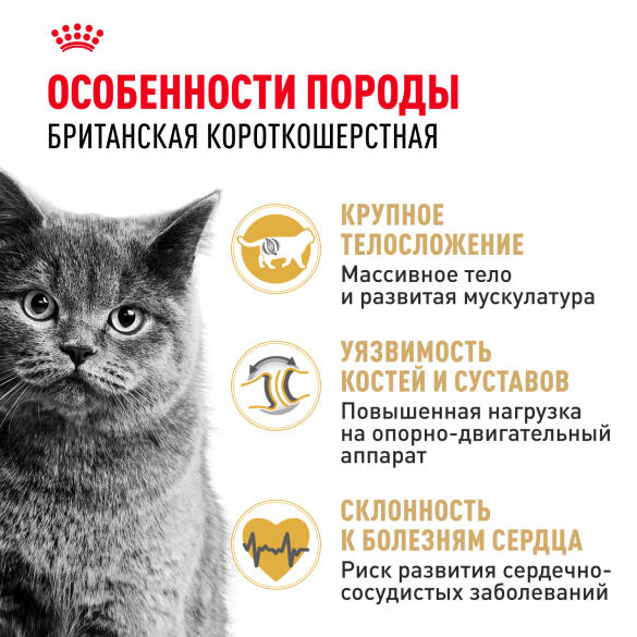 2кг Корм ROYAL CANIN British Shorthair Adult для взрослых Британских короткошерстных кошек с 12 месяцев