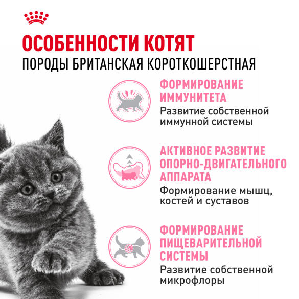 2кг Корм ROYAL CANIN British Shorthair Kitten для котят Британских короткошерстных до 12 месяцев