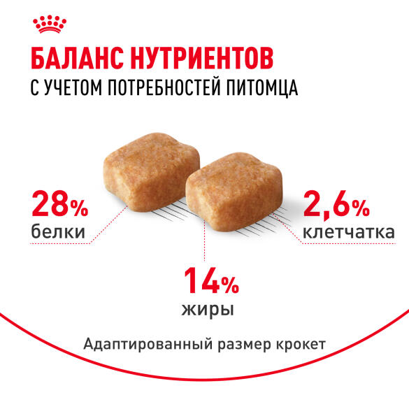 1,5кг Корм ROYAL CANIN Dachshund Adult для взрослых собак породы Такса от 10 месяцев