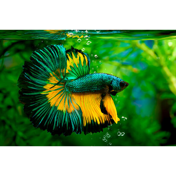 Петушок Самец 2.5-3.5см (Betta)