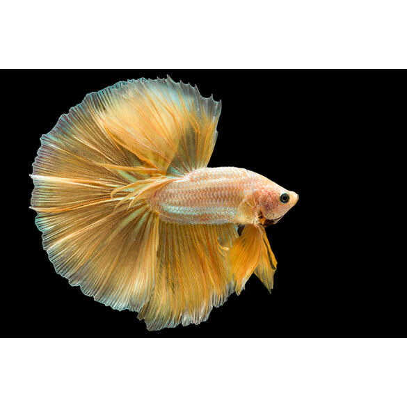 Петушок Самец 2.5-3.5см (Betta)