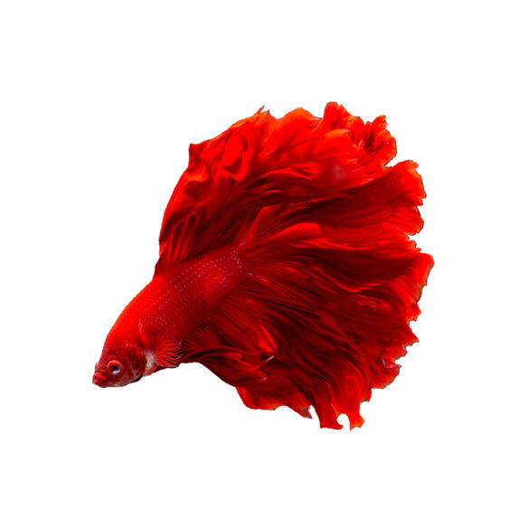 Петушок Самец 2.5-3.5см (Betta)