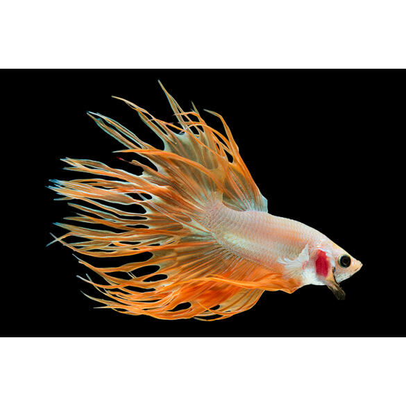 Петушок Самец 2.5-3.5см (Betta)