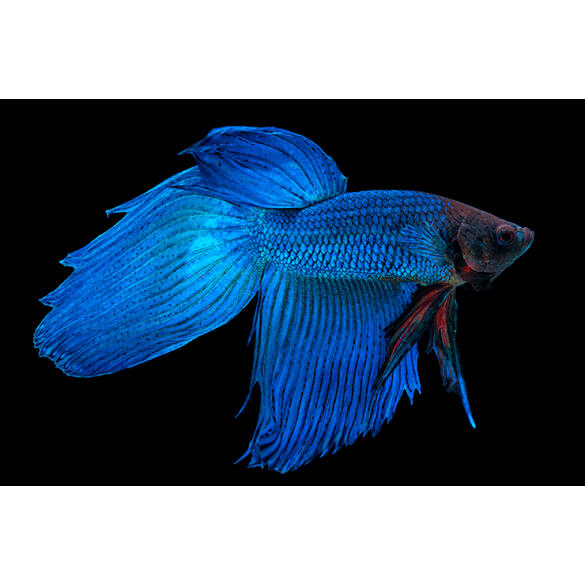 Петушок Самец 2.5-3.5см (Betta)