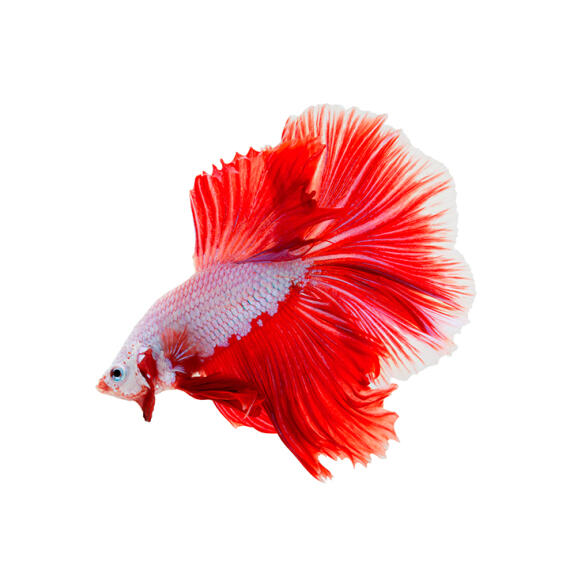 Петушок Самец 2.5-3.5см (Betta)