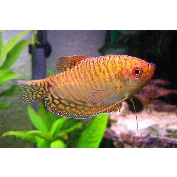 Гурами Золотой (Trichogaster trichopterus sumatranus Gold) 3-4см