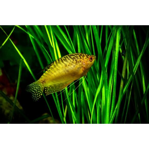 Гурами Золотой (Trichogaster trichopterus sumatranus Gold) 3-4см