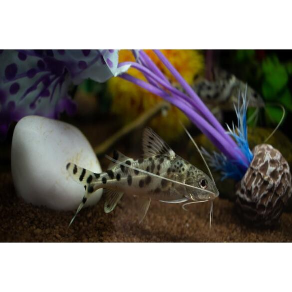 Сом Синодонтис (Synodontis) 8-10см