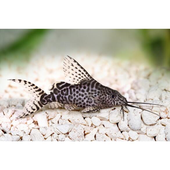 Сом Синодонтис (Synodontis) 8-10см